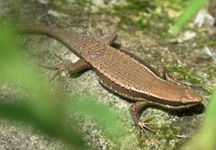Eutropis lapulapu