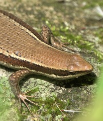 Eutropis lapulapu