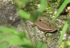 Eutropis lapulapu
