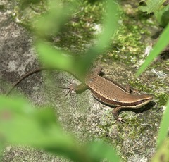 Eutropis lapulapu