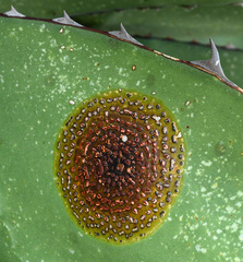 Colletotrichum agaves