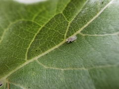 Corythucha immaculata