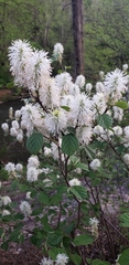 Fothergilla gardenii