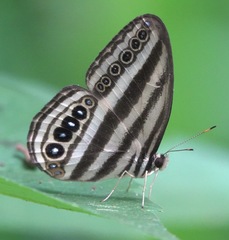 Ragadia luzonia