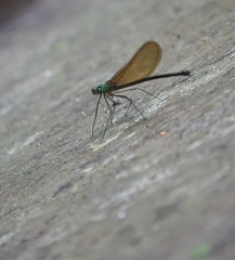 Neurobasis luzoniensis