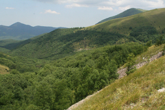 Fraxinus angustifolia oxycarpa