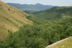 Fraxinus angustifolia oxycarpa