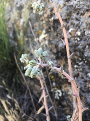 Dudleya lanceolata