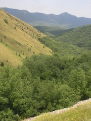 Fraxinus angustifolia oxycarpa