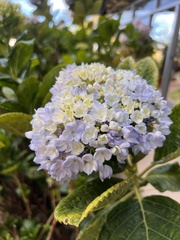 Hydrangea