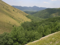 Fraxinus angustifolia oxycarpa