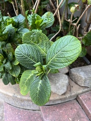Hydrangea