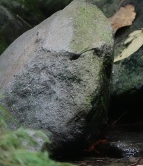 Heteronaias heterodoxa