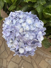 Hydrangea