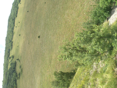 Fraxinus angustifolia oxycarpa