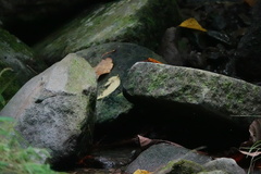 Heteronaias heterodoxa