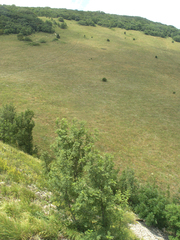 Fraxinus angustifolia oxycarpa