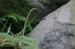 Heteronaias heterodoxa