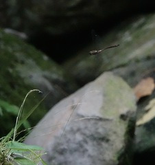 Heteronaias heterodoxa