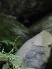 Heteronaias heterodoxa