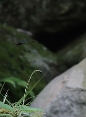 Heteronaias heterodoxa