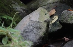 Heteronaias heterodoxa