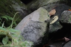 Heteronaias heterodoxa