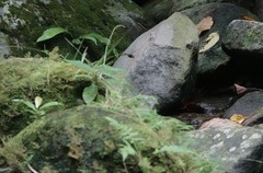 Heteronaias heterodoxa