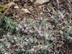 Astragalus tridactylicus