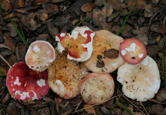 Russula maculata
