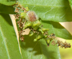 Callirhytis myrtifoliae
