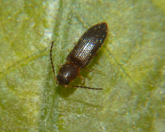 Tetralimonius nimbatus