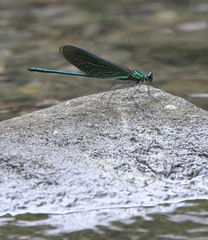 Neurobasis luzoniensis