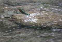 Neurobasis luzoniensis