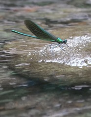 Neurobasis luzoniensis