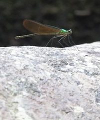 Neurobasis luzoniensis