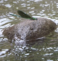 Neurobasis luzoniensis