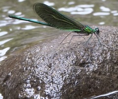 Neurobasis luzoniensis