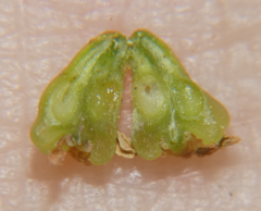 Callirhytis myrtifoliae