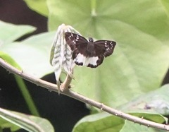 Tagiades trebellius