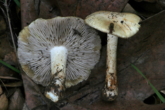 Pseudosperma sororium