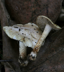 Pseudosperma sororium