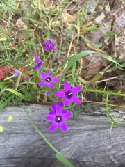 Campanula lusitanica