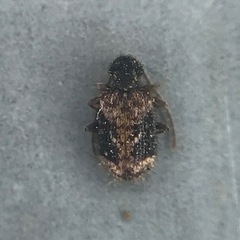 Ptinus texanus