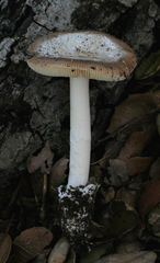 Amanita calyptratoides