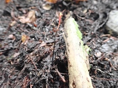Ophiocordyceps nutans
