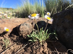 Erigeron canus