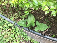 Typhonium roxburghii