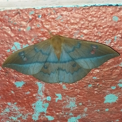 Cricula trifenestrata