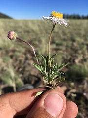 Erigeron canus